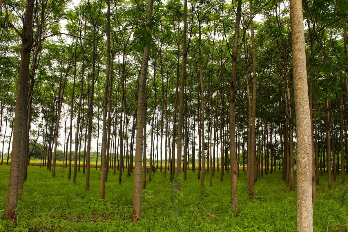 Plantación de árboles en hileras