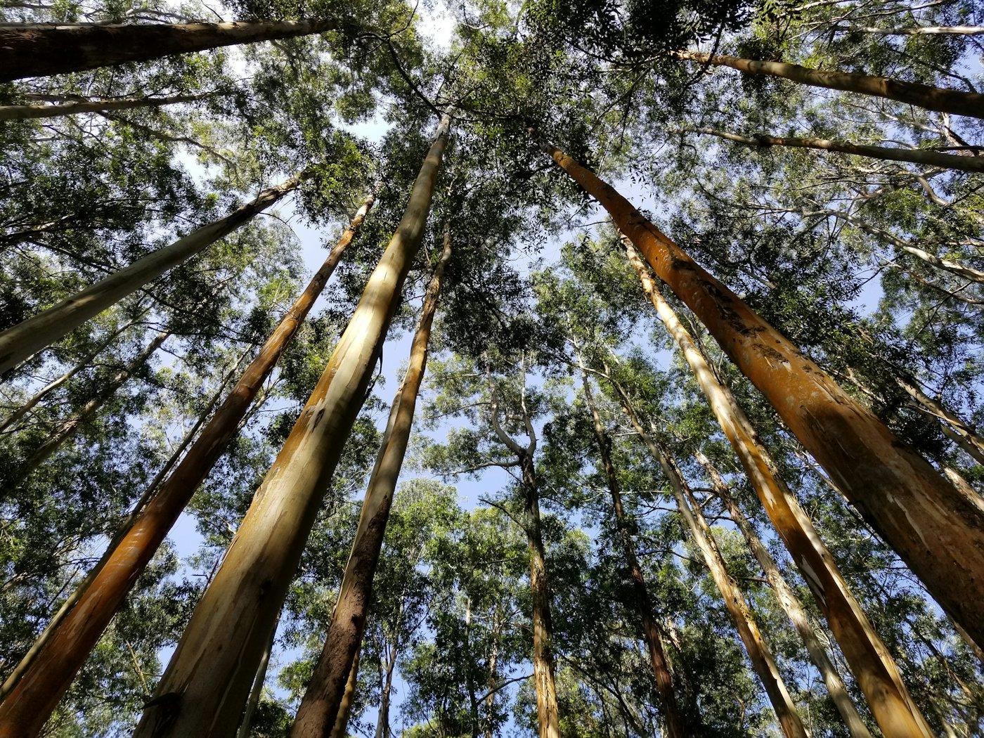 Eucaliptos vistos desde abajo en una plantación